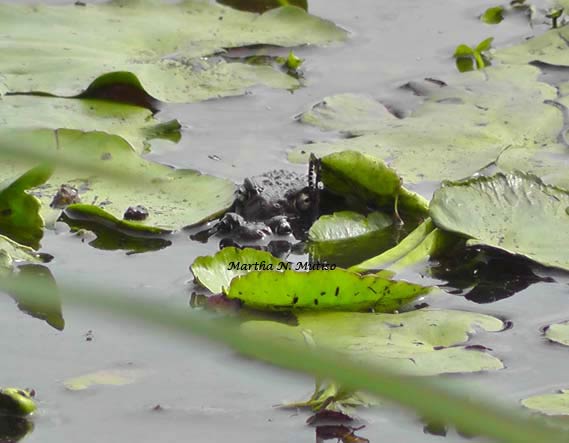 Peering-through-the-lilies