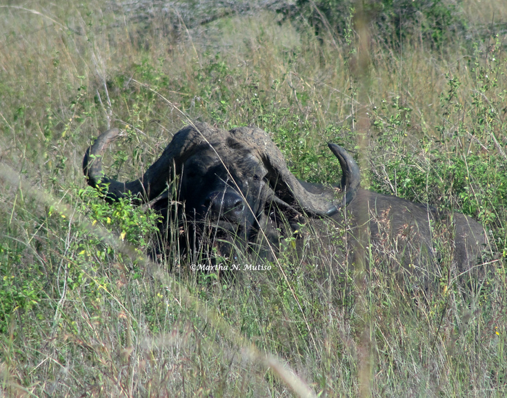 I don't look like a Rhino, do I?