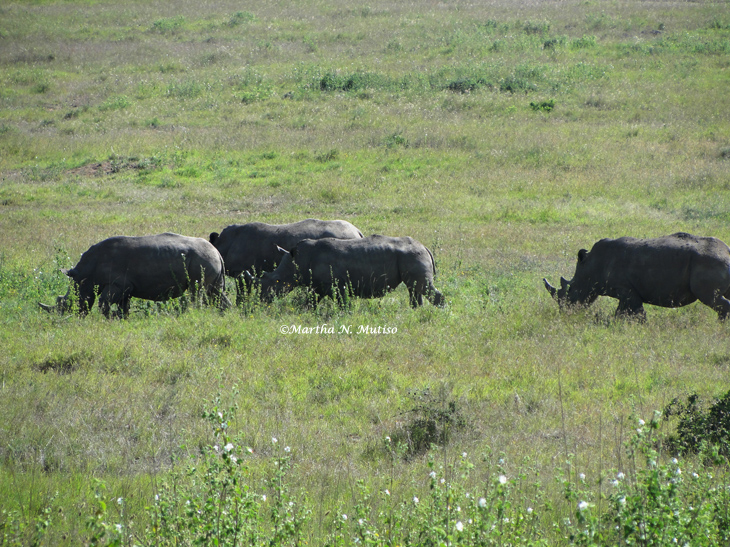 The White Rhinos (Ceratotherium simum)