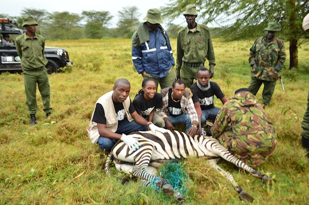 The team with a zebra after the KWS vets cleaned its wounds