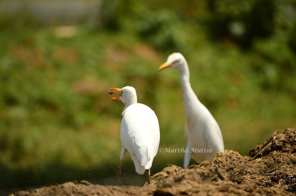 Cattle Egrets feasting on hoverflies