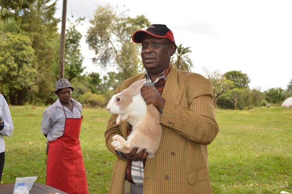 How to hold a rabbit