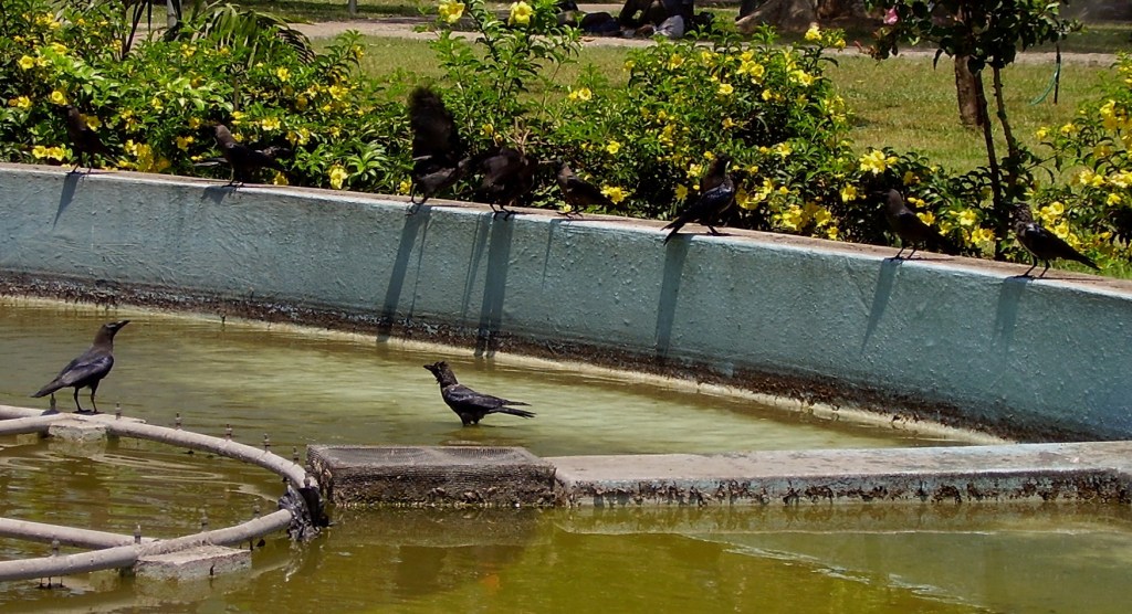 Indian House crows at the water fountain