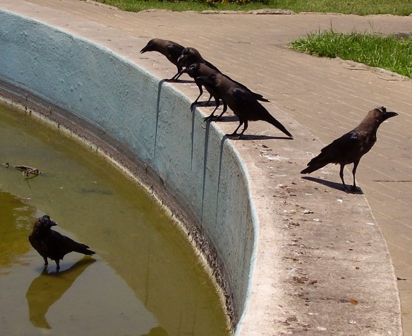 The crows decide who goes first