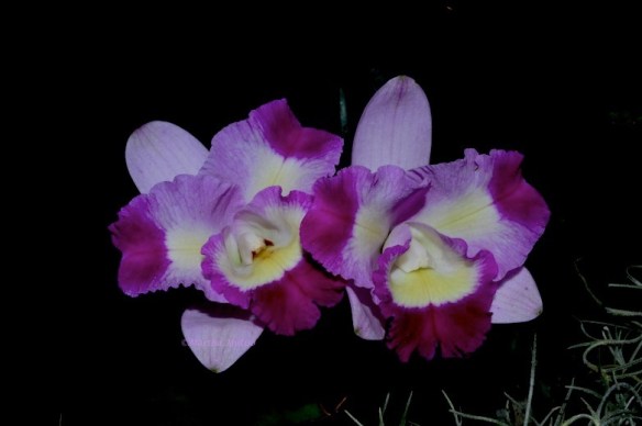 Cattleya Hybrid