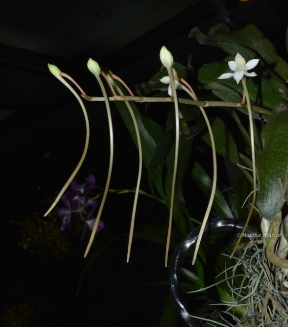 Interesting growth behaviour