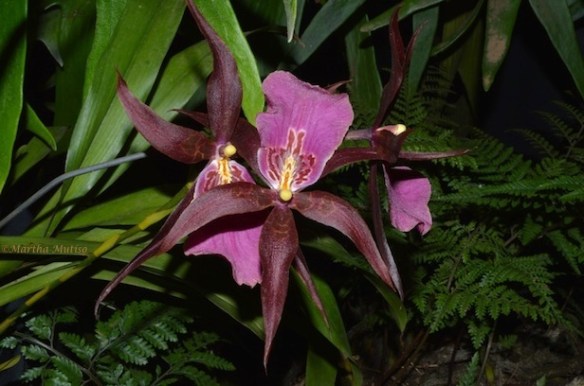 Miltonia clowesii