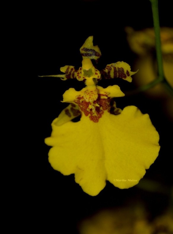 Oncidium Orchid-dubbed dancing ladies,they feature long, arching sprays adorned with numerous flowers with broad lips-the ladies' skirts-and spreading petals-their arms