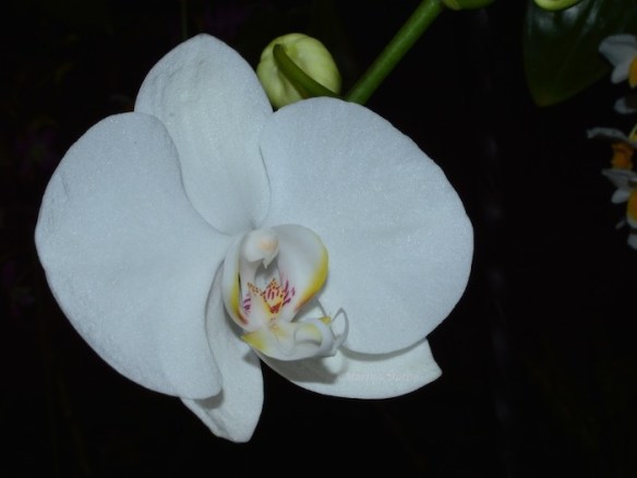 Phalaenopsis-They resemble a winged insect in flight