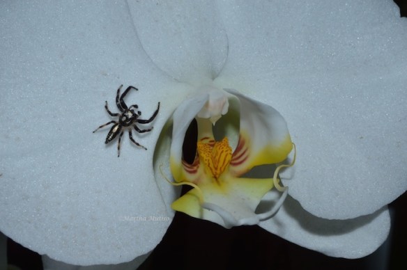 Turns out I wasn't the only admirer!