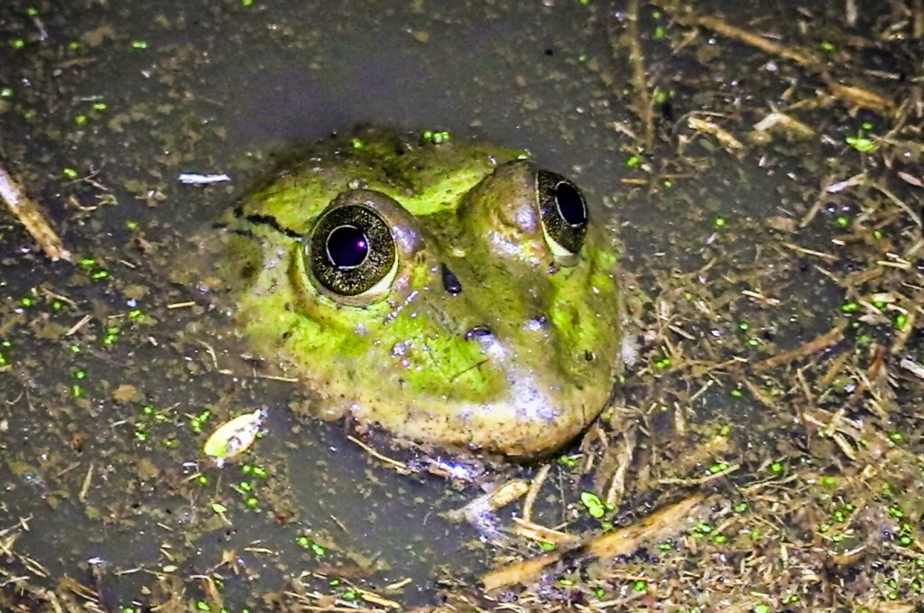 Groove Crowned Bullfrog, Sawaiti Swamp
